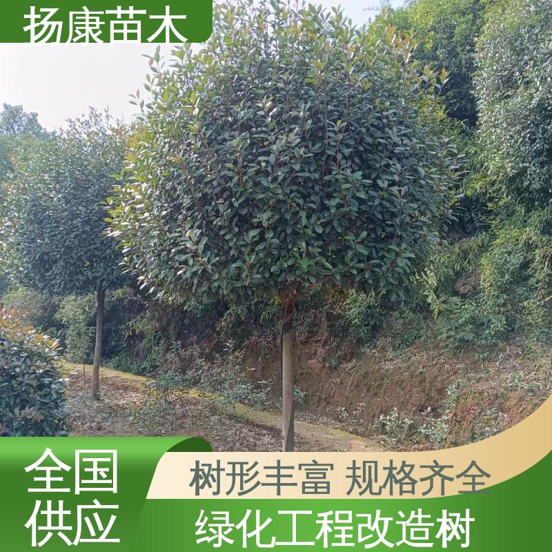 扬康苗木 基地供应 红叶石楠树 城市景观绿化树 造型优美 易成活