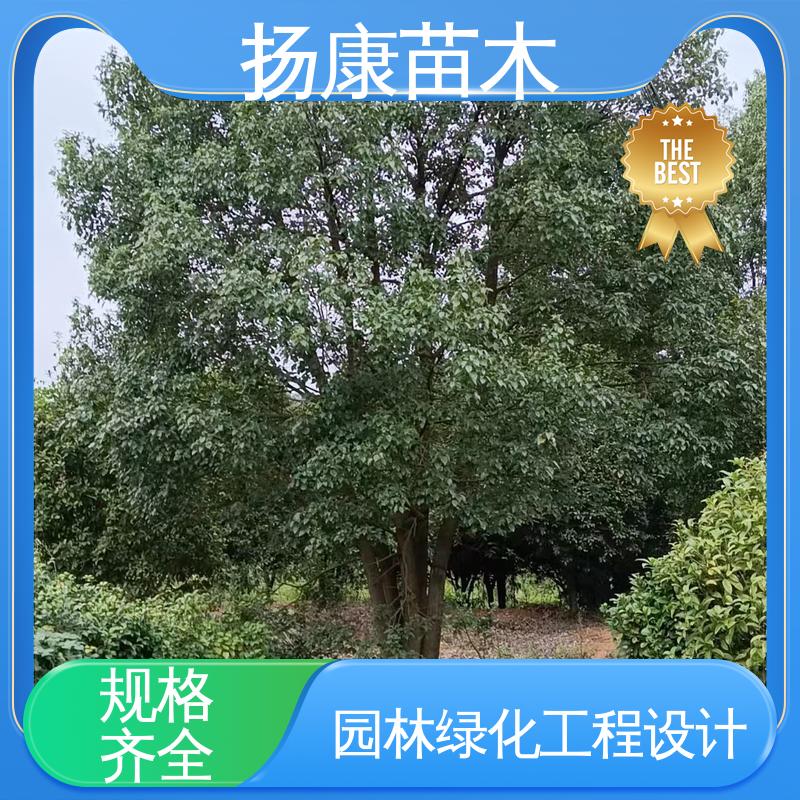 扬康苗木 乐 昌含笑批发 园区道路绿化苗 树形丰富 成活率高