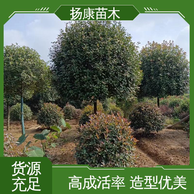 扬康苗木 小楠 城市景观绿化树 精致美丽 易成活