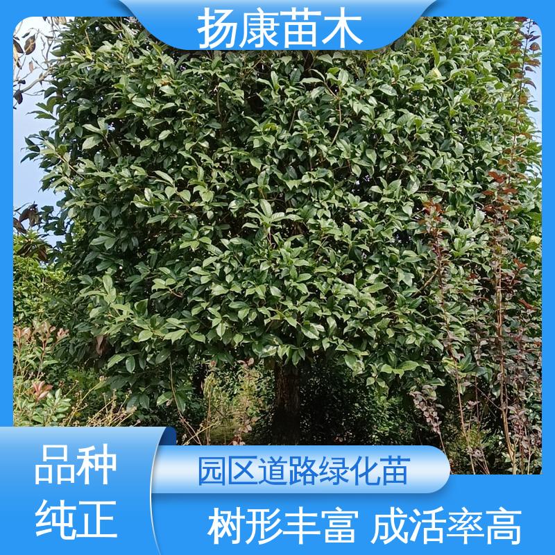扬康苗木 乐 昌含笑 园林庭院造景植物 造型优美 易成活