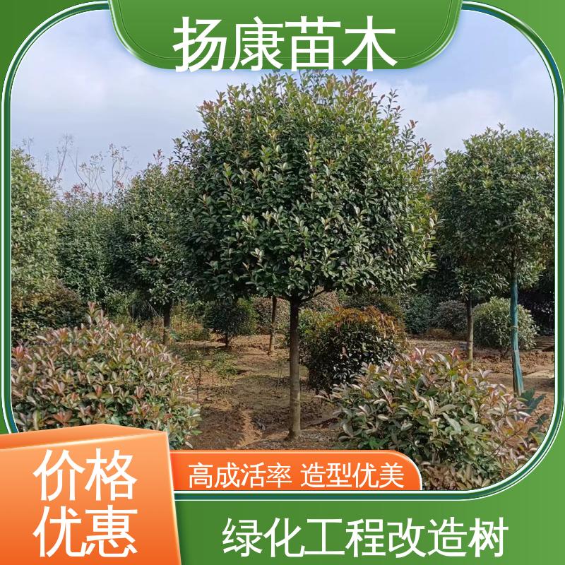 扬康苗木 红叶南栓 园林绿化专用树 高端大气美观