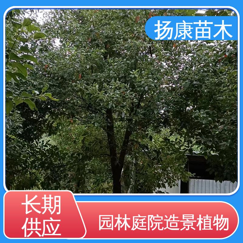扬康苗木 基地供应 12公分乐 昌含笑 庭院小区绿化造景树 环境适应性强