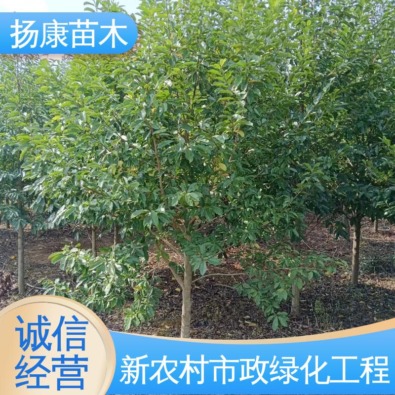 扬康苗木 20公分乐 昌合笑 庭院小区绿化造景树 树形丰富 成活率高