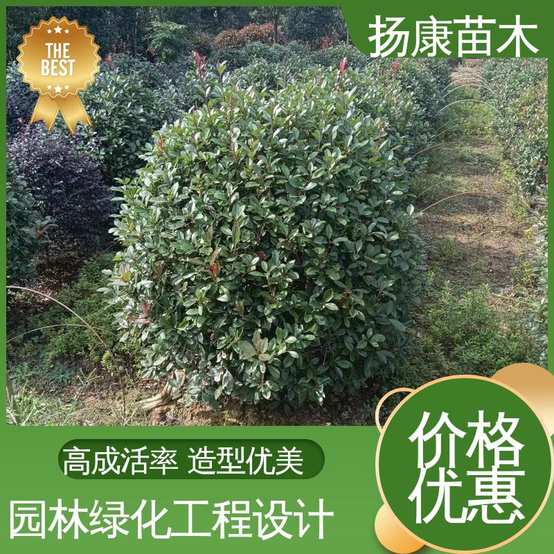 扬康苗木 红叶南栓 绿化工程行道树 造型优美 易成活