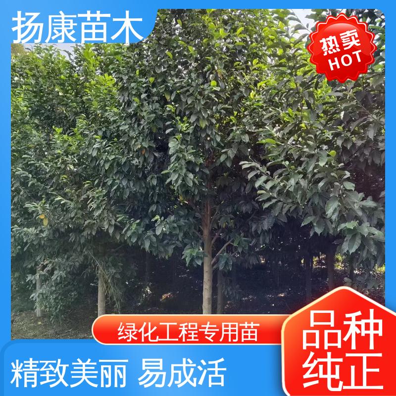 扬康苗木 云 南乐 昌合笑 园林绿化专用树 适用性强 规格齐全