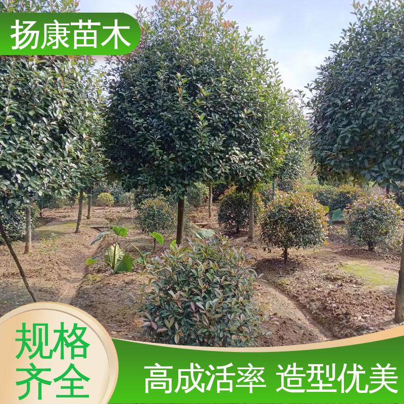 扬康苗木 红叶石楠树 道路绿化行道苗 高端大气美观