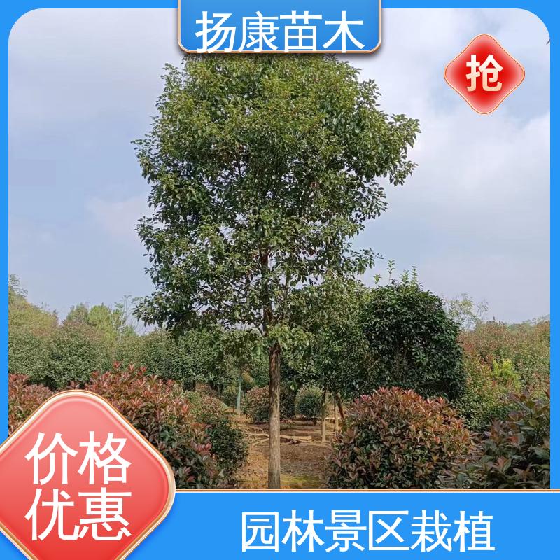 扬康苗木 基地供应 20公分乐 昌合笑 园区道路绿化苗 观赏价值高