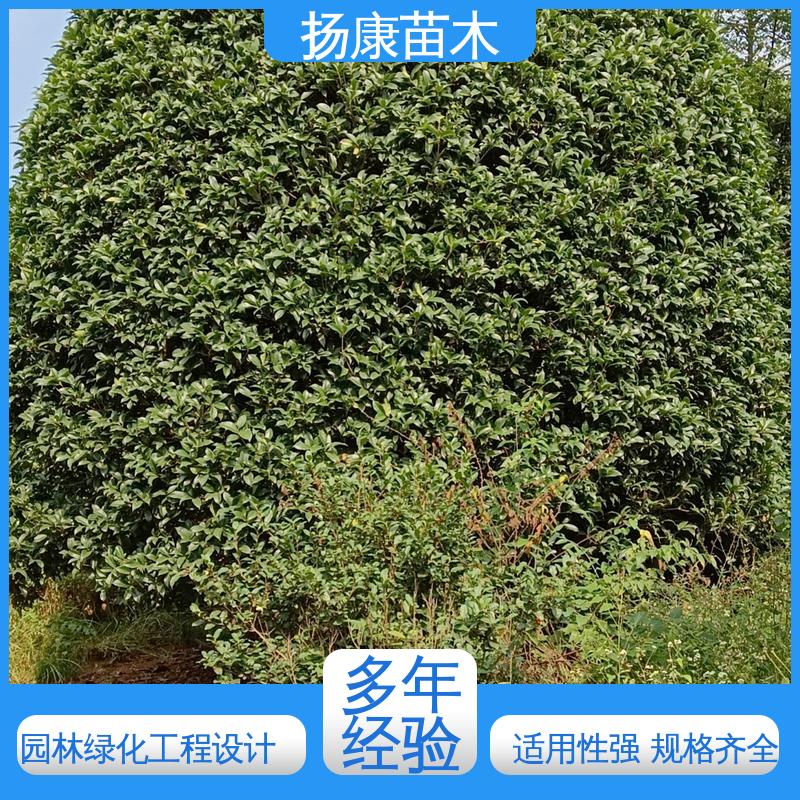 扬康苗木 乐 昌含笑 新农村市政绿化工程改造苗 枝叶紧密 美丽多姿