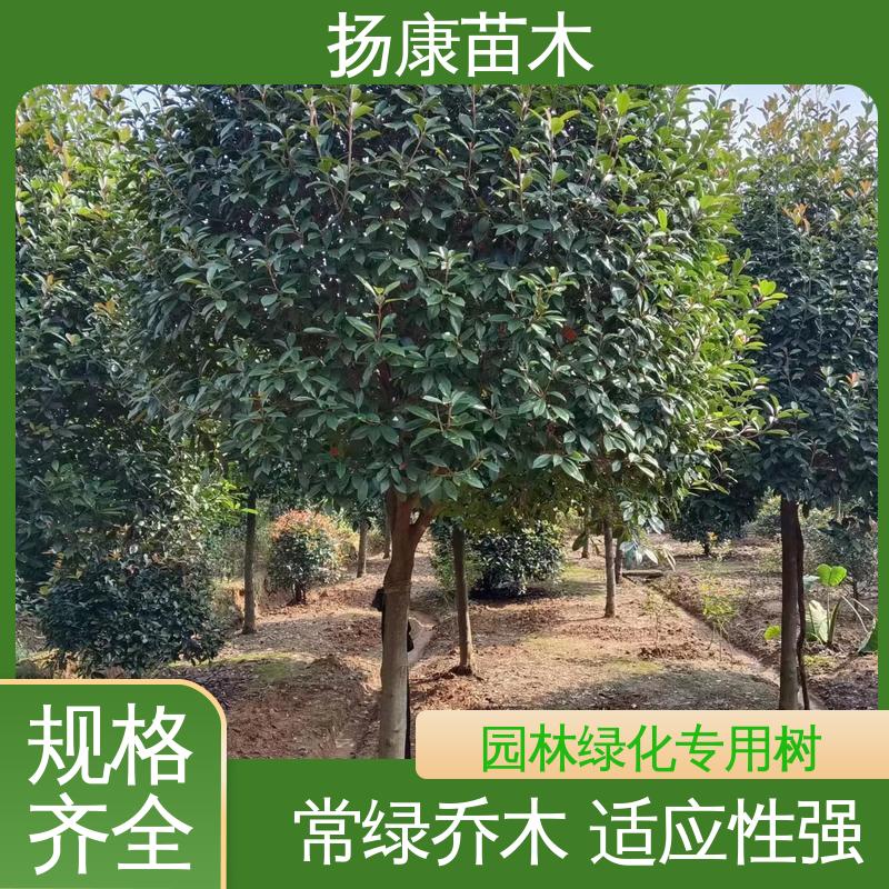 扬康苗木 基地供应 红叶南栓 城市景观绿化树 适用性强 规格齐全