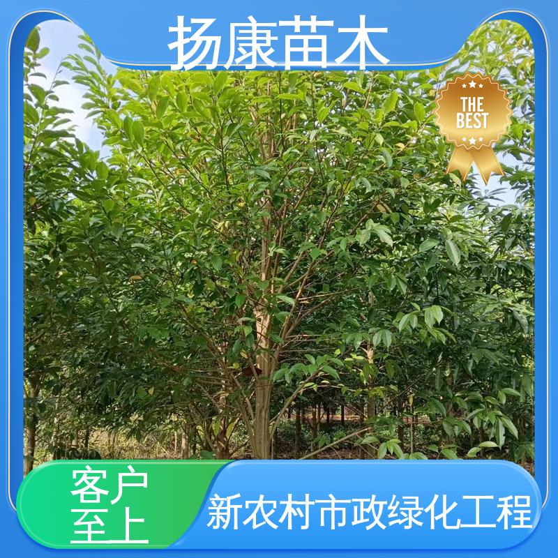 扬康苗木 精品乐 昌含笑 园林绿化工程设计 造型优美 易成活