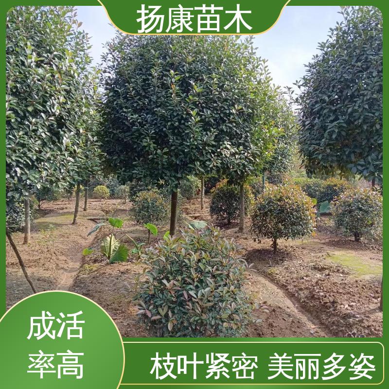 扬康苗木 基地供应 红叶石楠 园林绿化专用树 精致美丽 易成活