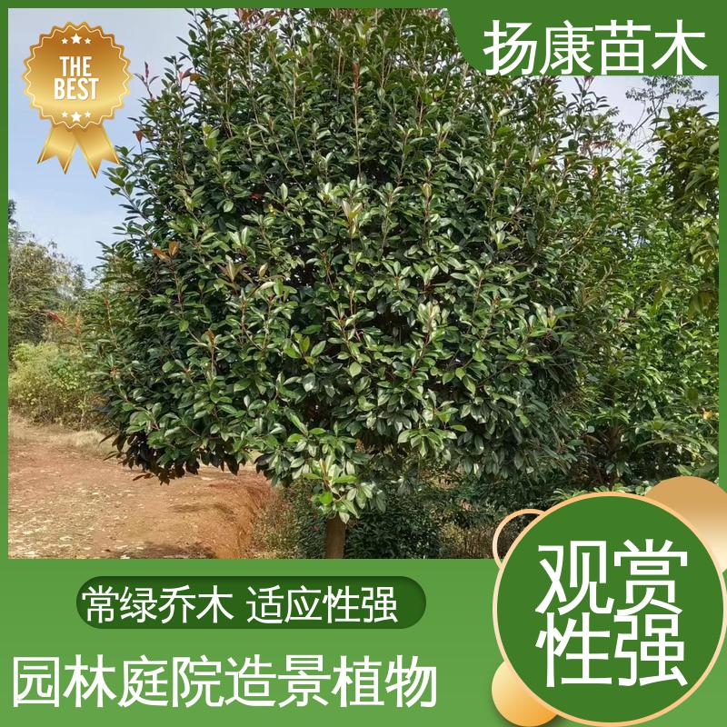 扬康苗木 基地供应 纸石楠球 绿化工程改造苗 树形丰富 成活率高