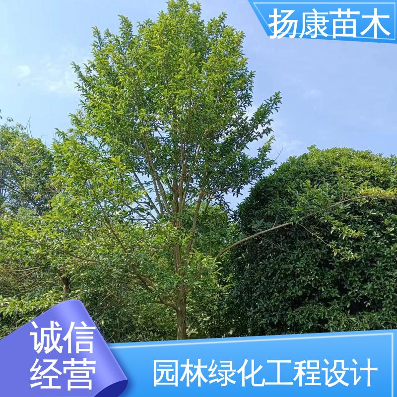 扬康苗木 基地供应 湖 南 乐 昌含笑 城市景观绿化树 高成活率 规格齐全