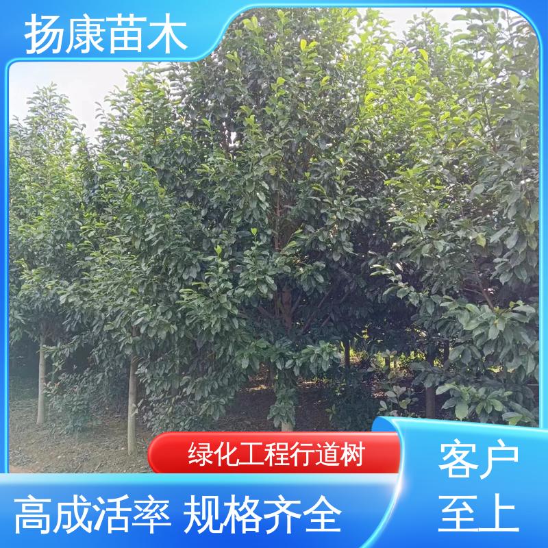 扬康 昌含笑乔木苗木 中式观赏植物 园林绿化工程用树