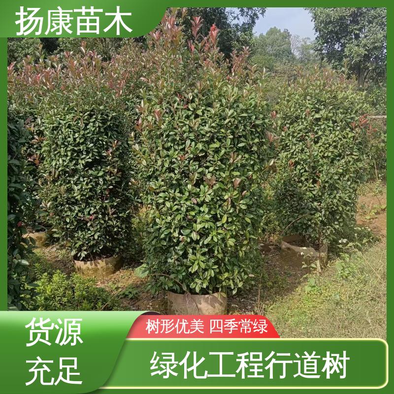 扬康苗木 基地供应 红叶石楠 绿化工程专用苗 树形丰富 成活率高