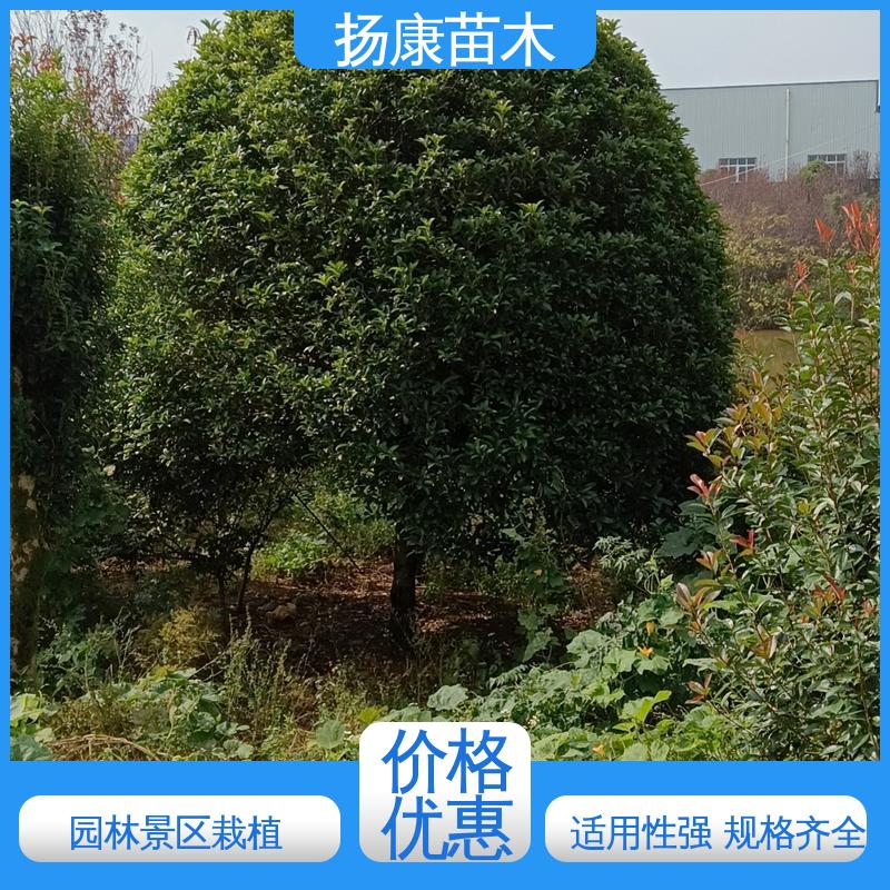 扬康苗木 基地供应 20公分乐 昌合笑 绿化工程专用苗 环境适应性强