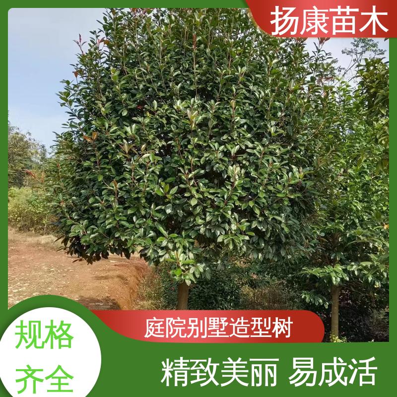 扬康苗木 纸石楠球 城市景观绿化树 树形丰富 成活率高