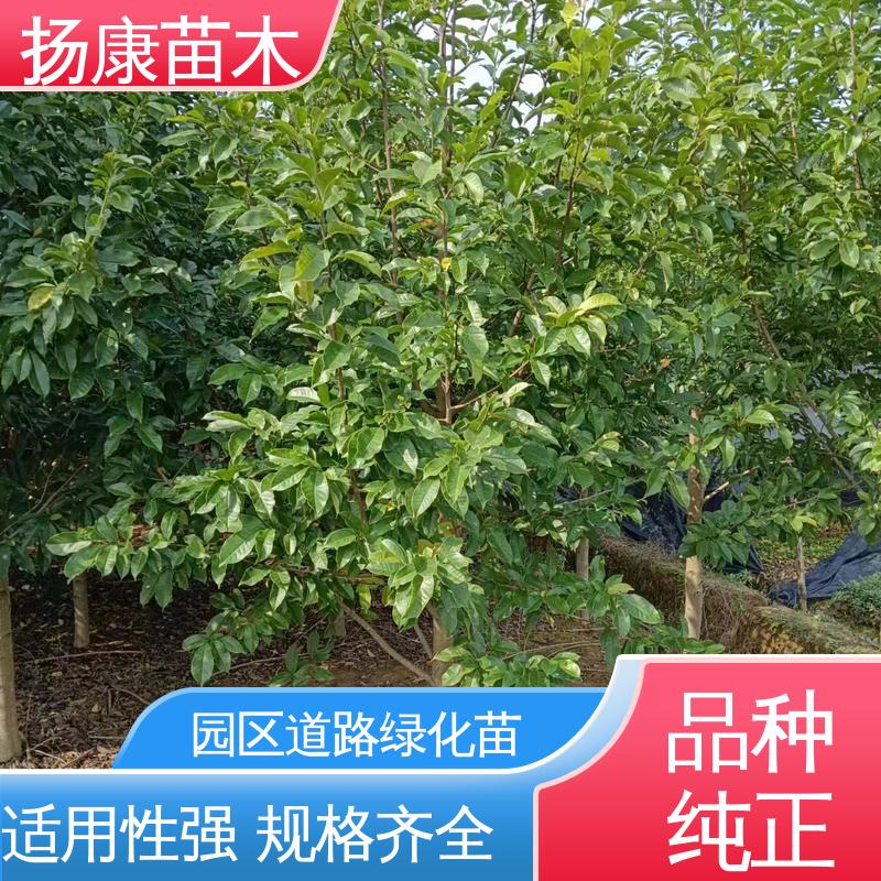 扬康苗木 基地供应 12公分乐 昌含笑 园林景区栽植 高端大气美观