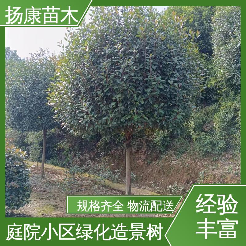 扬康苗木 红叶南栓 绿化工程行道树 观赏价值高