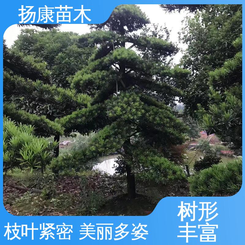 扬康苗木 基地供应 日 本罗汉松 庭院小区绿化造景树 枝叶紧密 美丽多姿