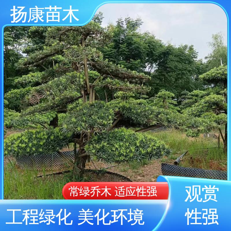 扬康苗木 基地供应 18公分罗汉公 园林绿化专用树 精致美丽 易成活
