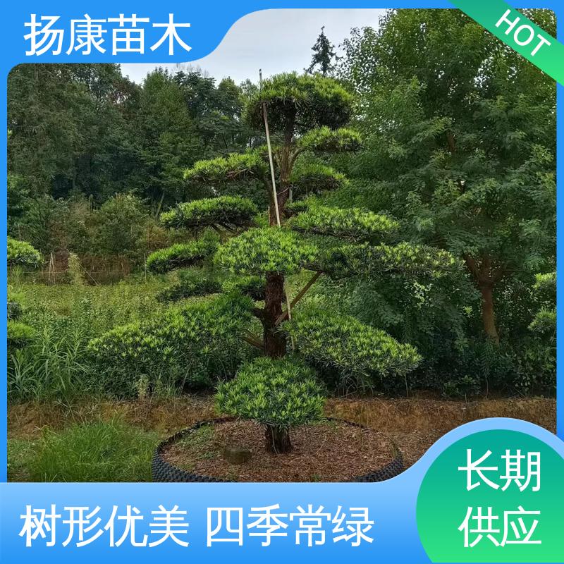 扬康苗木 四 川罗汉松 庭院别墅景观树 造型优美 易成活