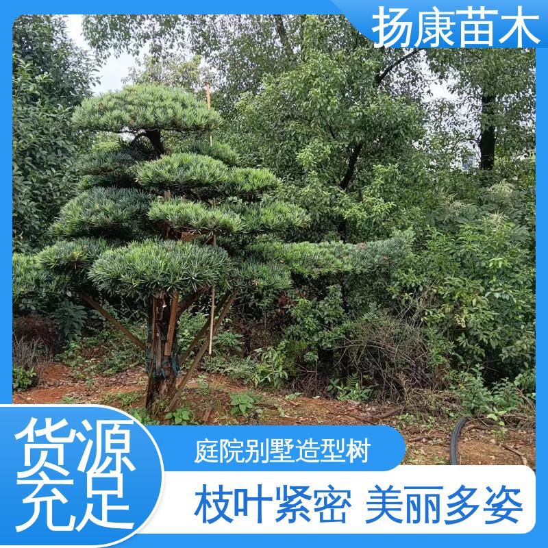 扬康苗木 基地供应 20公分罗汉松 庭院别墅标配 枝叶紧密 美丽多姿