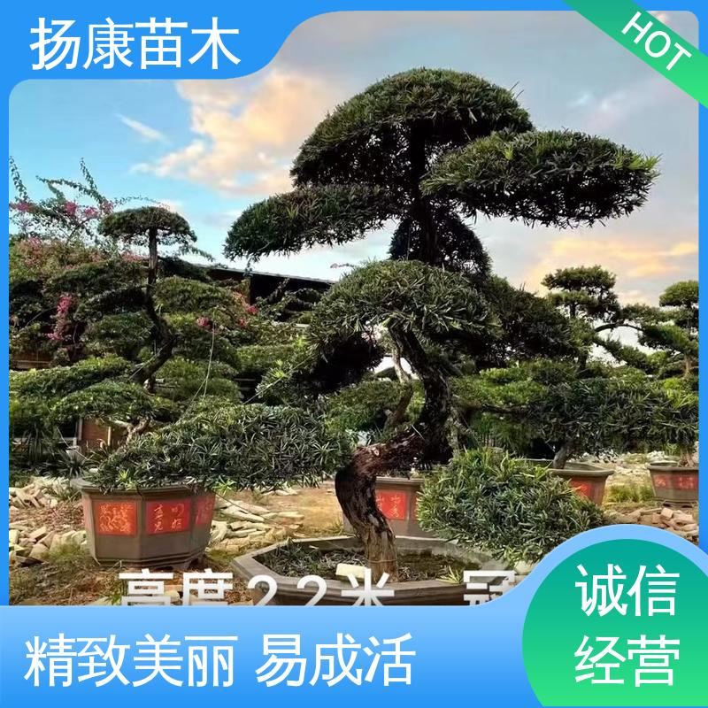 扬康苗木 基地供应 15公分罗汉松 绿化工程行道树 精致美丽 易成活