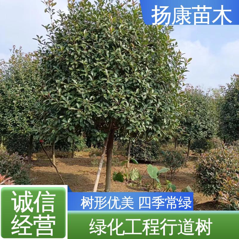 扬康苗木 红叶石楠 城市景观绿化树 精致美丽 易成活