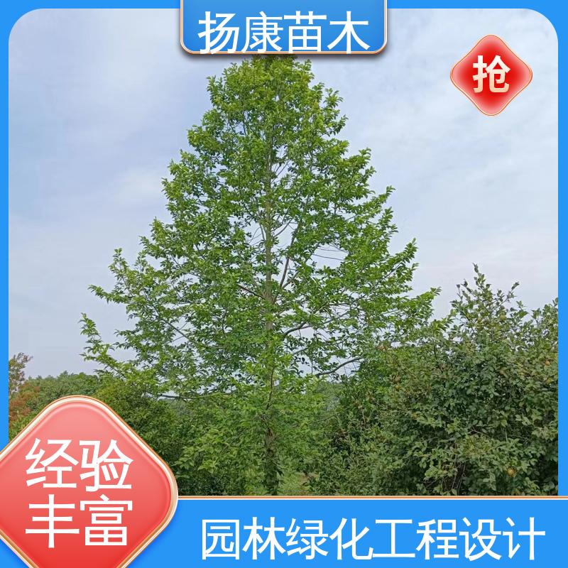 扬康苗木 基地供应 12公分乐 昌含笑 道路绿化行道苗 适用性强 规格齐全