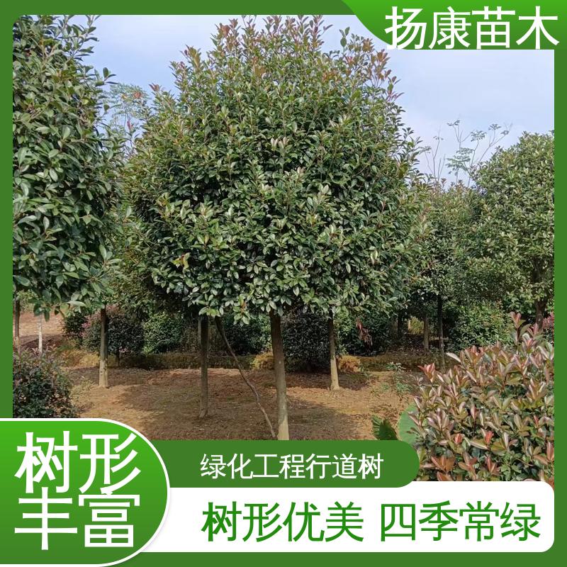 扬康苗木 红叶石楠 庭院小区绿化造景树 环境适应性强