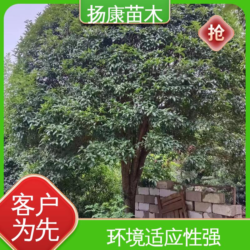 扬康苗木 18公分桂花 公园景区装饰露地盆栽 高端大气美观