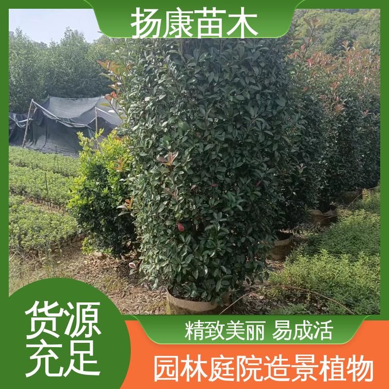 扬康苗木 基地供应 红叶南栓 园林绿化工程设计 观赏价值高