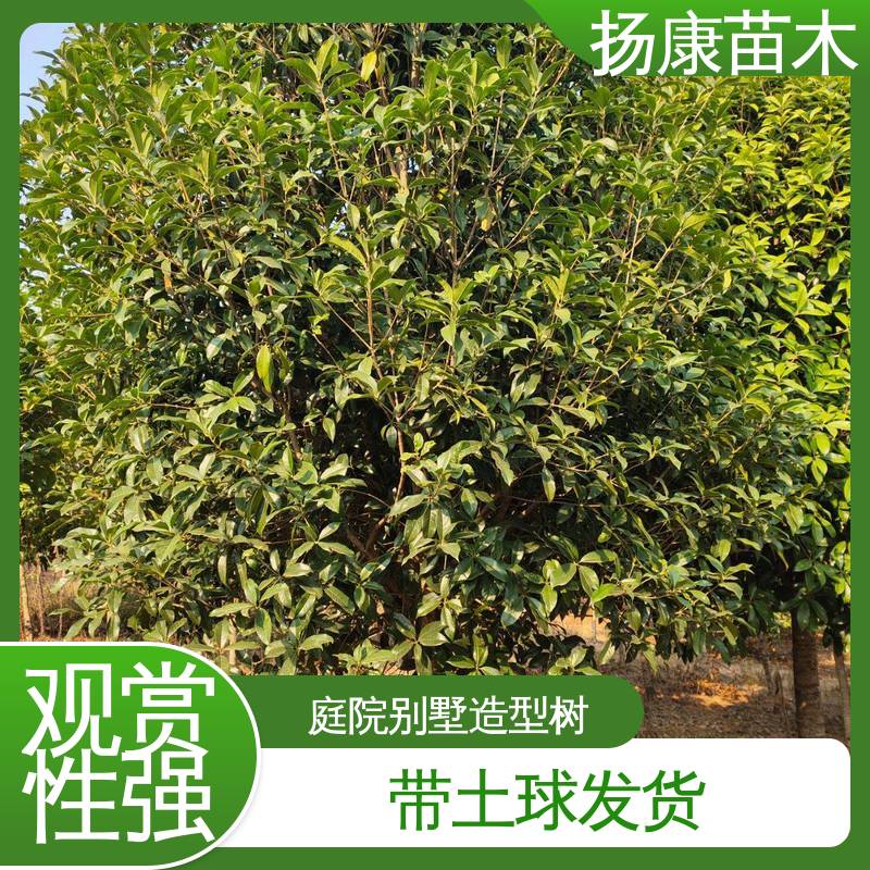 扬康苗木 基地供应 四 川桂花 园林绿化工程设计 树形优美 成活率高
