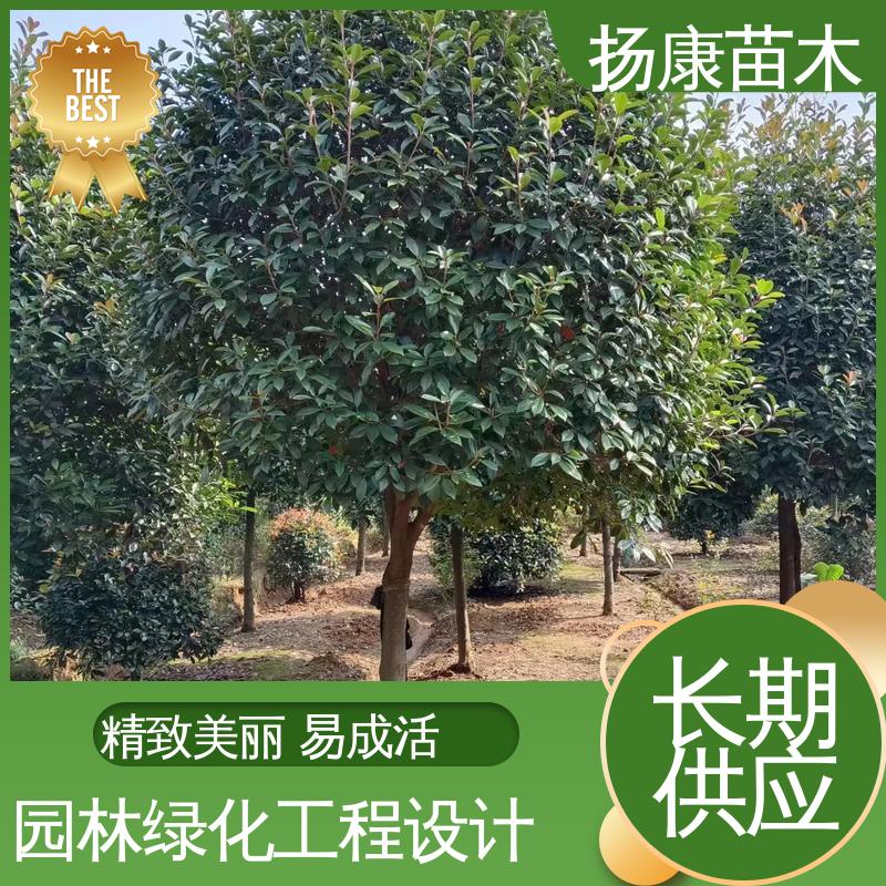 扬康苗木 红叶石楠 庭院小区绿化造景树 造型优美 易成活
