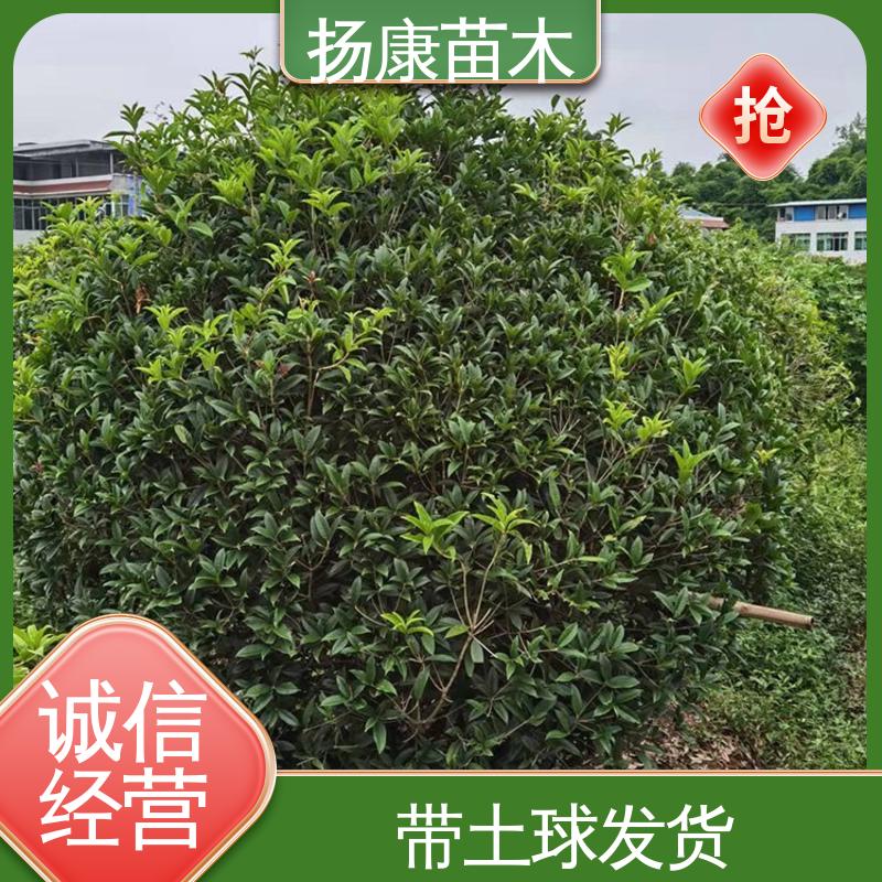 扬康苗木 基地供应 12公分桂花 园林绿化工程设计 高成活率 规格齐全