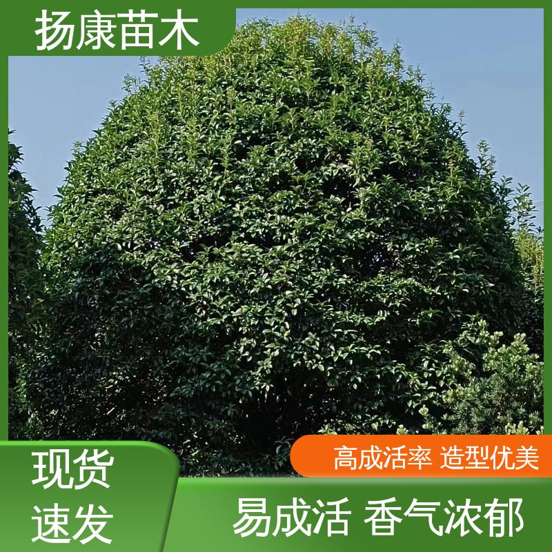 扬康苗木 基地供应 丛虫桂花 绿化工程专用苗 枝叶紧密 美丽多姿