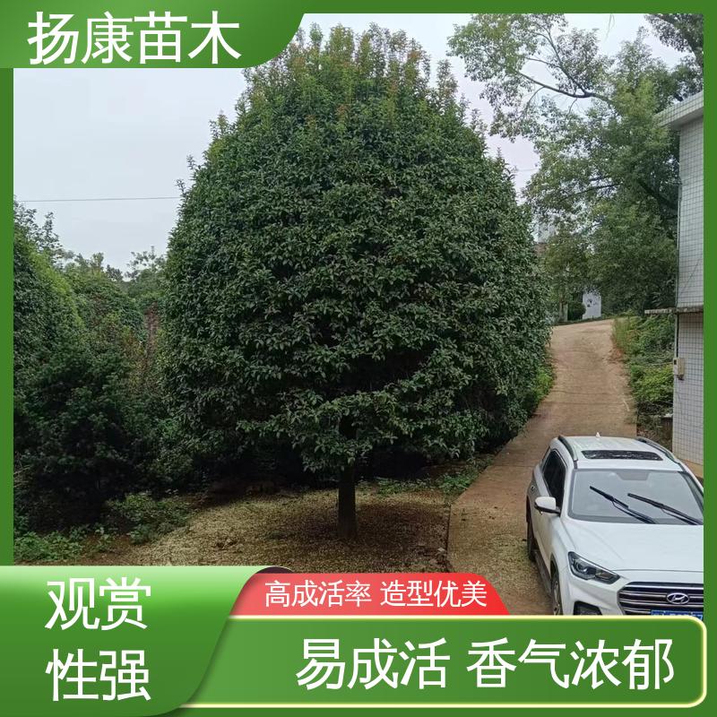 扬康苗木 25公分桂花 园林庭院造景植物 造型优美 易成活