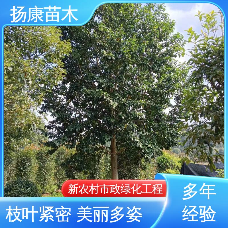 扬康苗木 湖 南 乐 昌含笑 庭院小区绿化造景树 树形丰富 成活率高