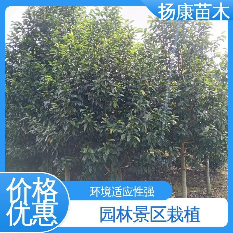 扬康苗木 基地供应 四 川乐 昌含笑 园林庭院造景植物 观赏价值高