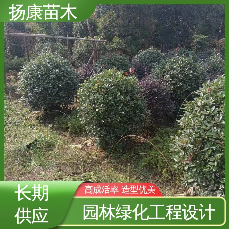 扬康苗木 基地供应 小楠 绿化工程改造苗 精致美丽 易成活