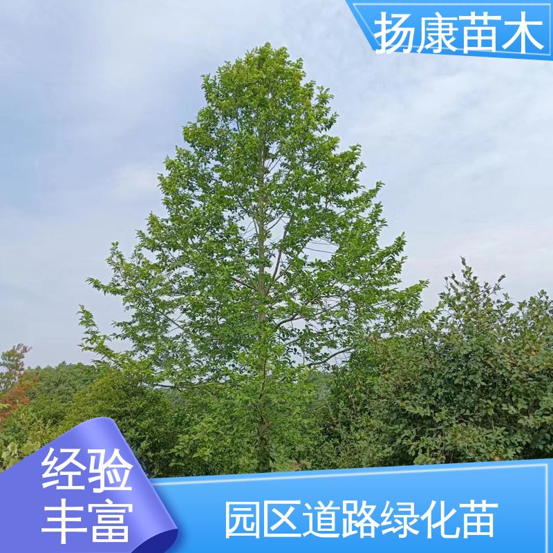 扬康苗木 乐 昌含笑批发 城市景观绿化树 高成活率 规格齐全