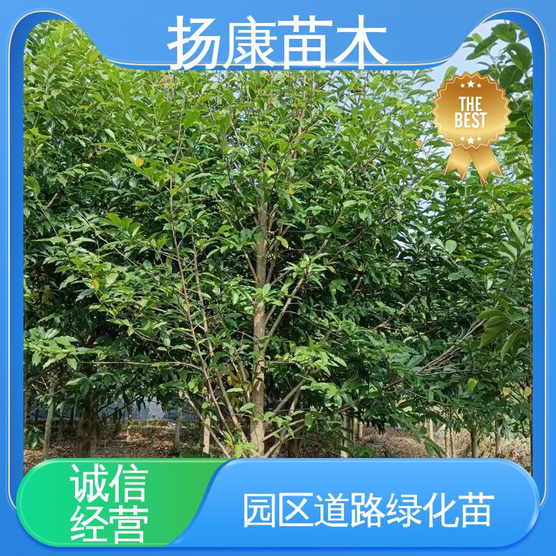 扬康苗木 基地供应 20公分乐 昌合笑 绿化工程行道树 枝叶紧密 美丽多姿