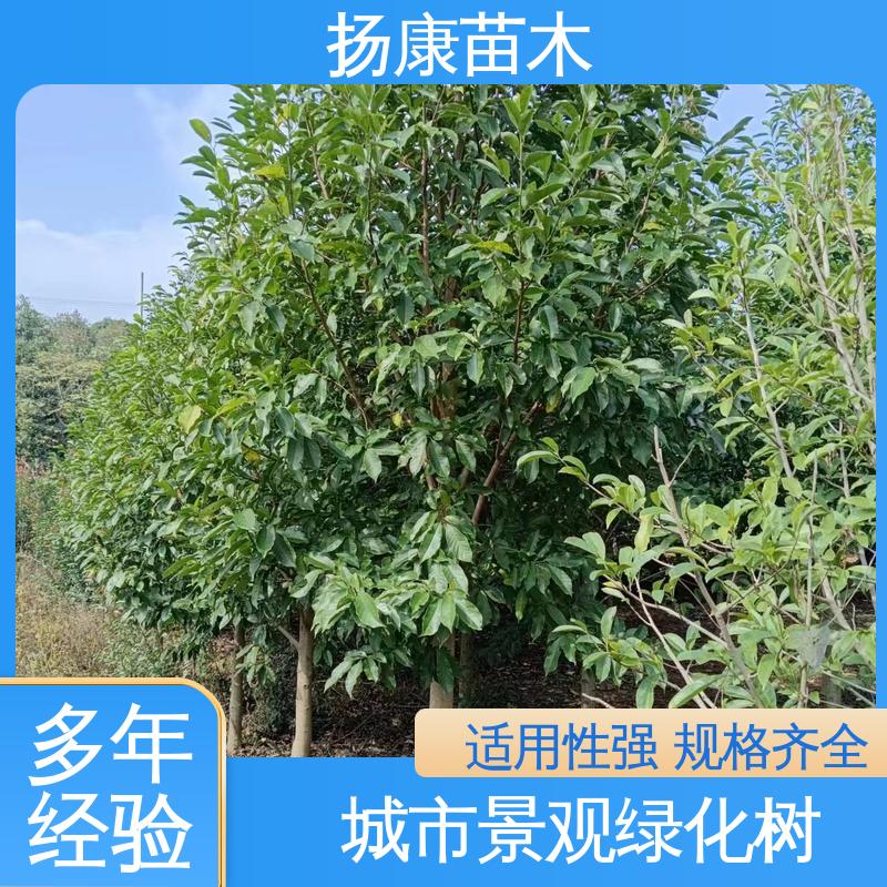 扬康苗木 基地供应 乐 昌含笑 园区道路绿化苗 树形丰富 成活率高