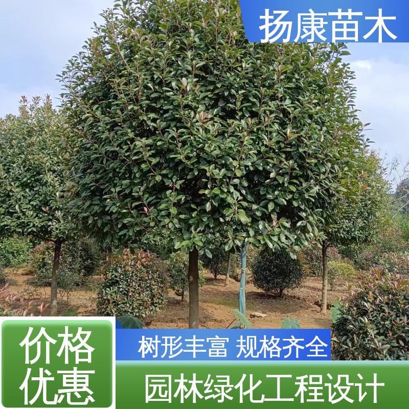 扬康苗木 纸石楠球 园林绿化工程设计 精致美丽 易成活