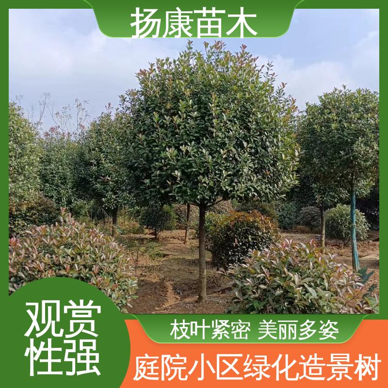 扬康苗木 基地供应 红叶石楠 城市景观绿化树 造型优美 易成活