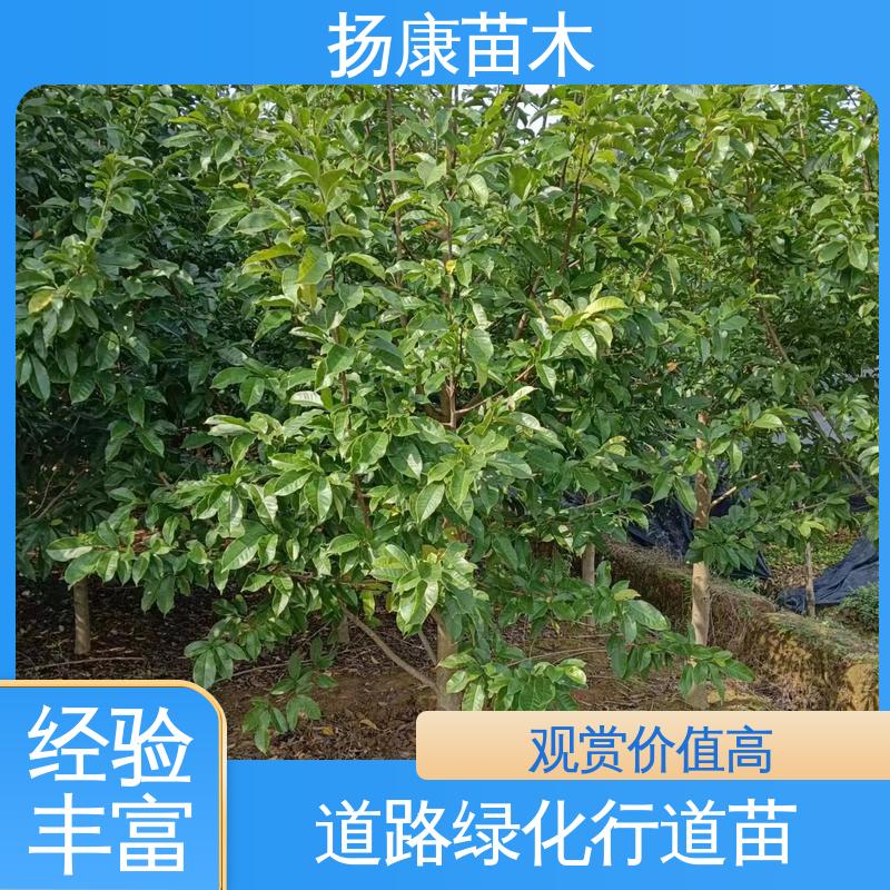 扬康苗木 基地供应 15公分平 昌含笑 园林庭院造景植物 精致美丽 易成活