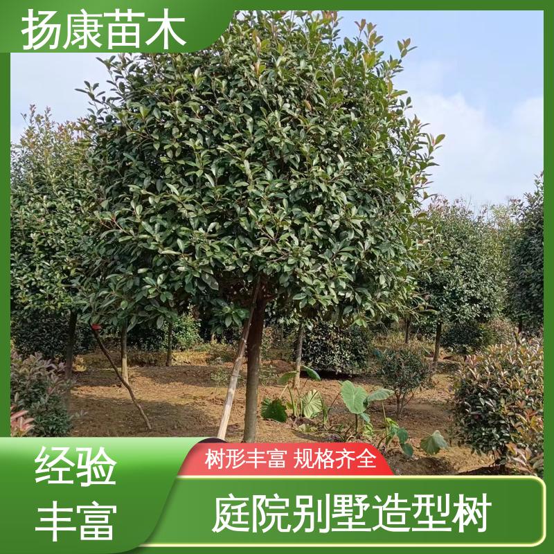 扬康苗木 红叶南栓 园林绿化专用树 枝叶紧密 美丽多姿