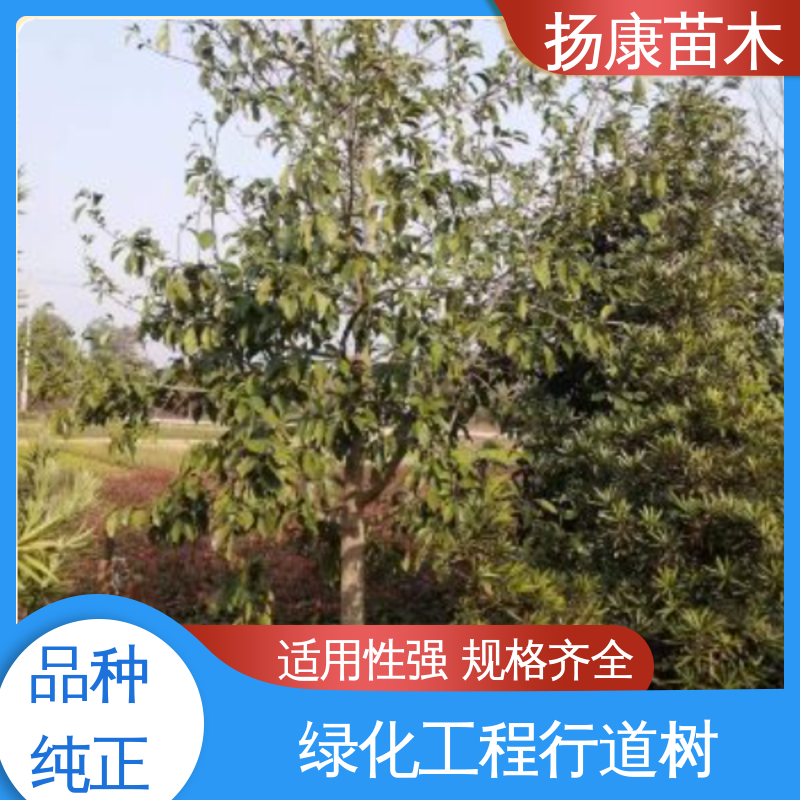 含笑常绿乔木 中式庭院造景树 行道防护庭荫树