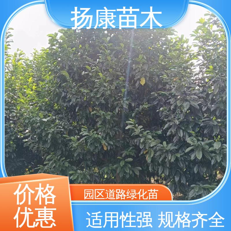 扬康苗木 浙 江乐 昌含笑 新农村市政绿化工程改造苗 精致美丽 易成活